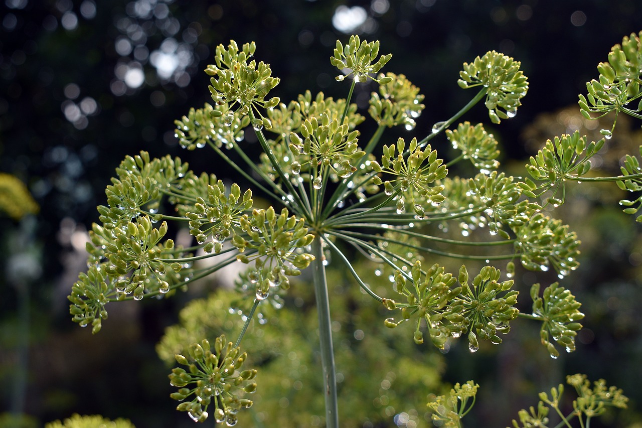 Secrets to Growing a Healthy Herb Garden